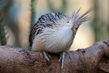 close up portrait of a beautiful guira cuckoo on blurred nature background