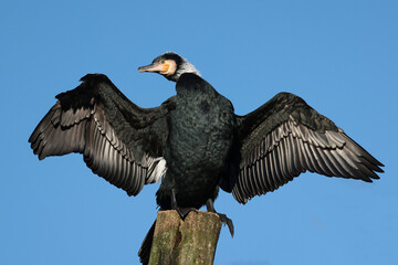 Great cormorant (Phalacrocorax carbo)bird sitting on the tree with blue sky background