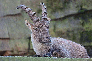 closeup shot of a capra ibex on blurred nature background