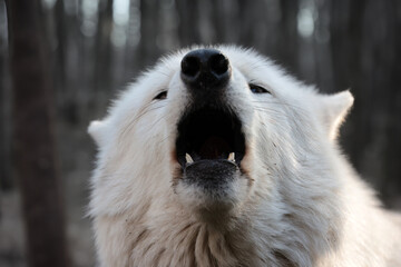 Howling Hudson Bay wolf in the forest