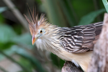 close up portrait of a beautiful guira cuckoo on blurred nature background