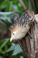 close up portrait of a beautiful guira cuckoo on blurred nature background