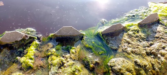 Algae: Effective Water Purification in Nature With Visible Growth and Filtration