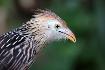 close up portrait of a beautiful guira cuckoo on blurred nature background
