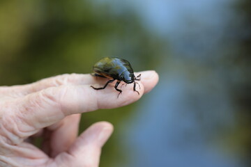 person holding black bug on his hand.