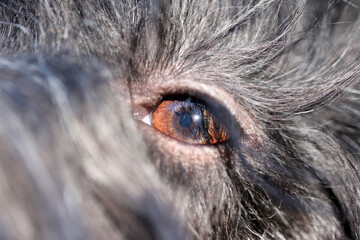 close up view of Dutch Sheepdog (Schapendoes) brown eye