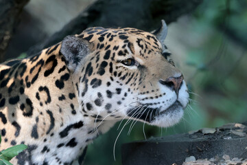 view of the jaguar (panthera onca) head