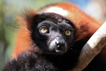 close up view of the Varecia rubra monkey