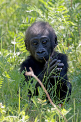 cute black baby gorilla sitting on the grass