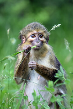 cute little Gabon talapoin monkey (Miopithecus ogouensis) sitting on the grass in the forest