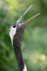 scenic view of beautiful red-crowned crane (Grus japonensis)