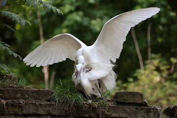Mating little egret (Egretta Garzetta) in the garden