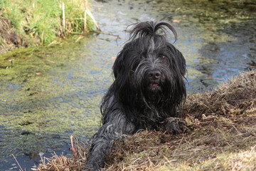 black Dutch Sheepdog (Schapendoes) in the pond