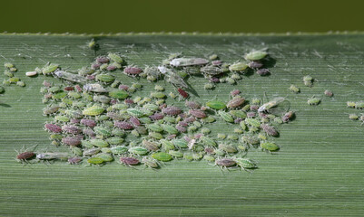 A group of colorful aphids (Hyalopterus), sitting together on a long green leaf. The pests vary in size and are yellow, red and green in color.