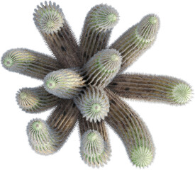 Top view of Senita Cactus plant - Lophocereus Schottii