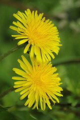 dandelion on green background