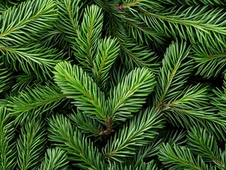 Close-up of vibrant green pine needles