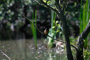 Bird perched on a branch near still water surrounded by lush vegetation in a tranquil natural setting