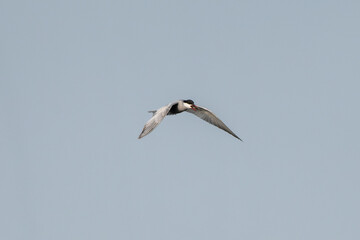 Common Tern Flying Against The Sky