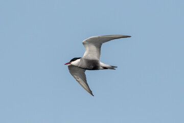 Common Tern Flying Against The Sky
