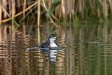Eurasian Coot Chick Developing In The Pond