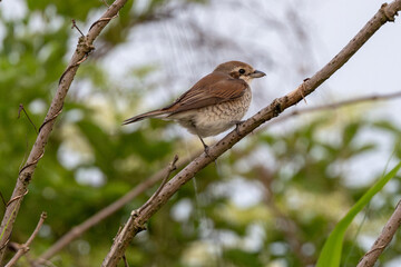 Baby Red-Backed Shrike Sitting On A Tree Branch Growing Up