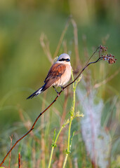 Male Red-Backed Shrike Hunting While Sitting On A Tree Branch