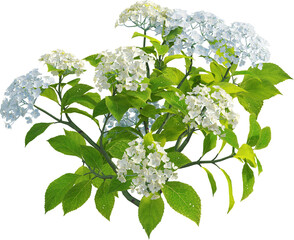 Side view of hydrangea plant with flowers