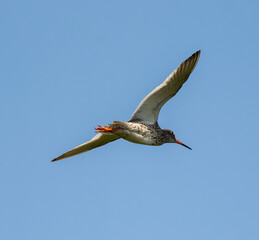 Common Redshank Flying Against The Sky