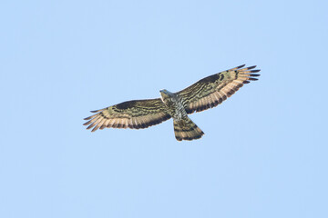 European Honey Buzzard Flying Against The Sky