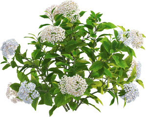 Side view of hydrangea plant with flowers