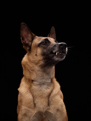 A tan dog sits upright and tilts its head, staring curiously ahead on a solid black background.