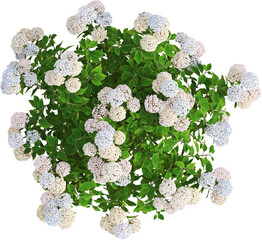 Top view of hydrangea plant with flowers