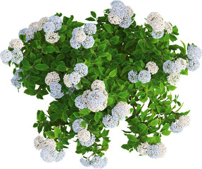 Top view of hydrangea plant with flowers