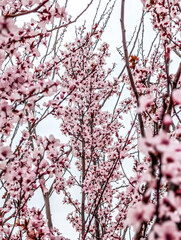 pink blooming tree in spring southern USA