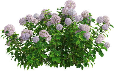 Side view of hydrangea plant with flowers