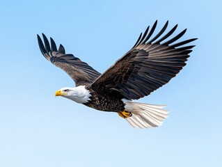 Obraz premium Majestic eagle soaring