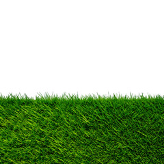 Thuja hedge isolated, graphic element as a frame