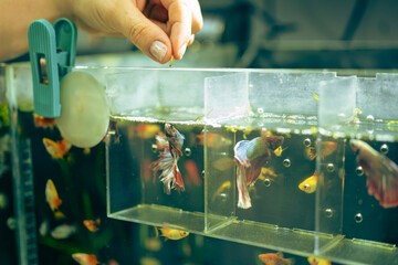 Unrecognizable woman feeding fish in aquarium tank