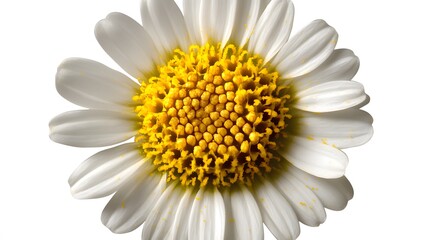 Fototapeta premium Closeup White Daisy Flower Macro Photography