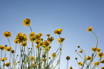 field of yellow flowers