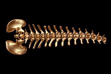 Detailed 3D rendering of human spinal cord with vertebrae, showcasing intricate structure and alignment of bones. image highlights natural curvature and anatomy, evoking sense of biological