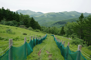 Serene landscape featuring green pathway bordered by protective netting, leading through lush grass and trees towards distant mountains. scene evokes sense of tranquility and connection with