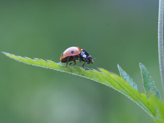 Isolated close-up of a common ladybug (coccinella septempunctata) walking on the leaf of a tansy...