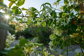 green leaves and sun