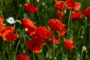 Close-up view of vibrant red poppy flowers blooming in summer meadow with single white daisy in background. Wild flora, seasonal growth, botany beauty and natural biodiversity in nature