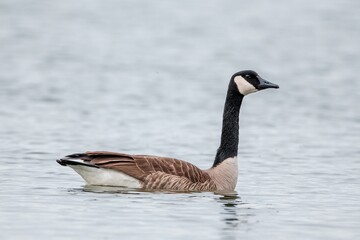 A canadian goose on the water