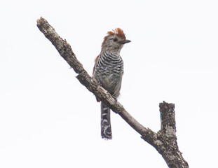 crested bird perched on branch