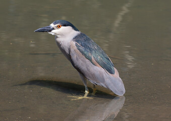 black crowned night heron