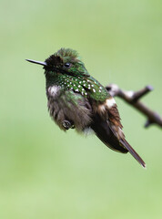 hummingbird in mating display